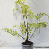 Plant Fern Green 146CM