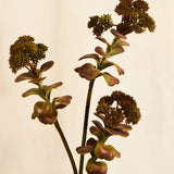 Flores Succulent Green 66CM