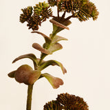 Flores Succulent Green 66CM