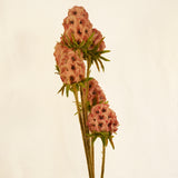 Flores Scabiosa Pink 80 cm