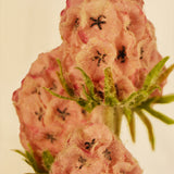 Flores Scabiosa Pink 80 cm