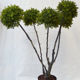 Flores Buxus Green 108CM
