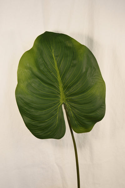 FLORES ALOCASIA GREEN 85CM