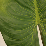 Flores Alocasia green 85CM