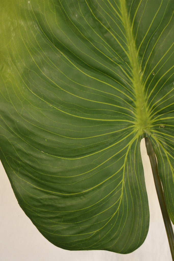 FLORES ALOCASIA GREEN 85CM