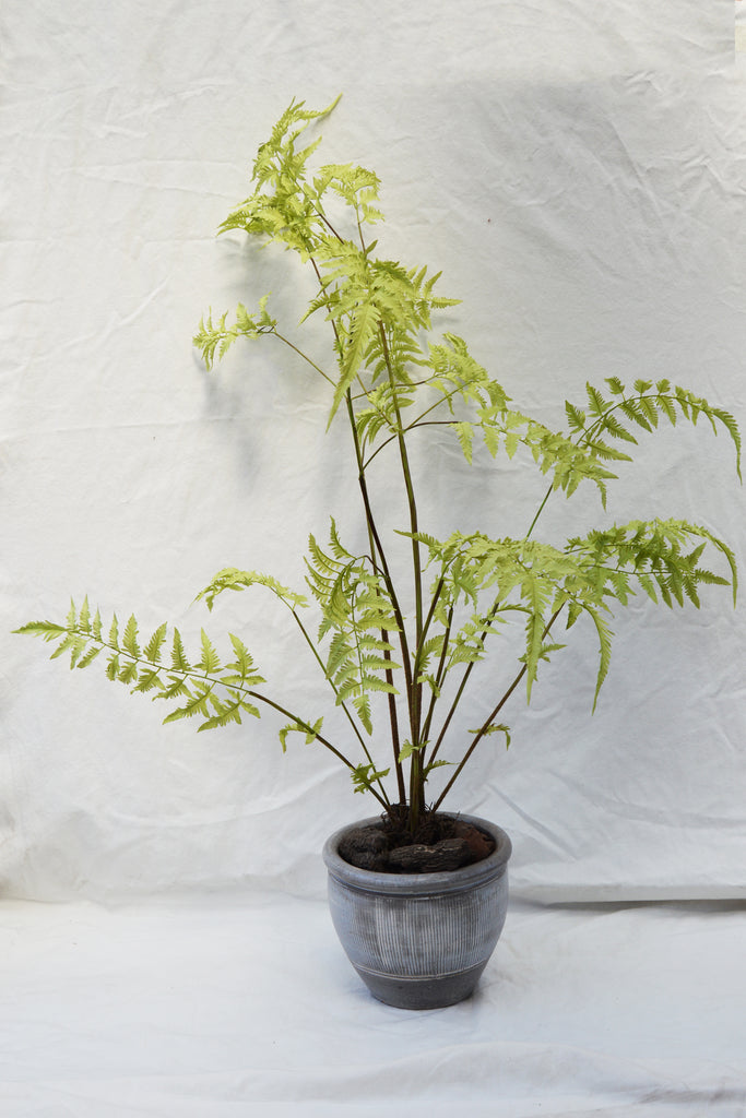 PLANT FERN GREEN 146CM