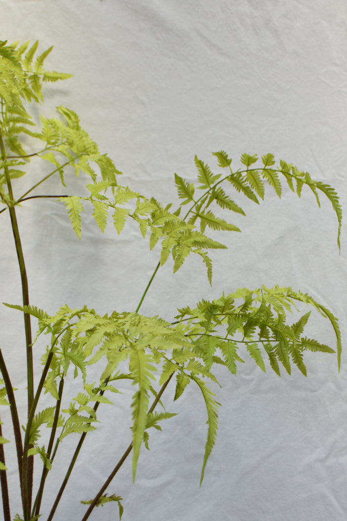 PLANT FERN GREEN 146CM