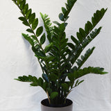 Flores GRN DK green 130CM