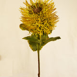 Flores Protea Stem YELLOW 56 cm
