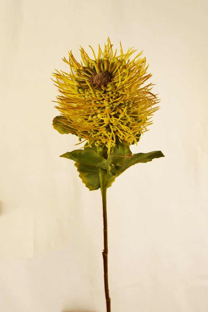 FLORES PROTEA STEM YELLOW 56 cm