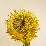Flores Protea Stem YELLOW 56 cm