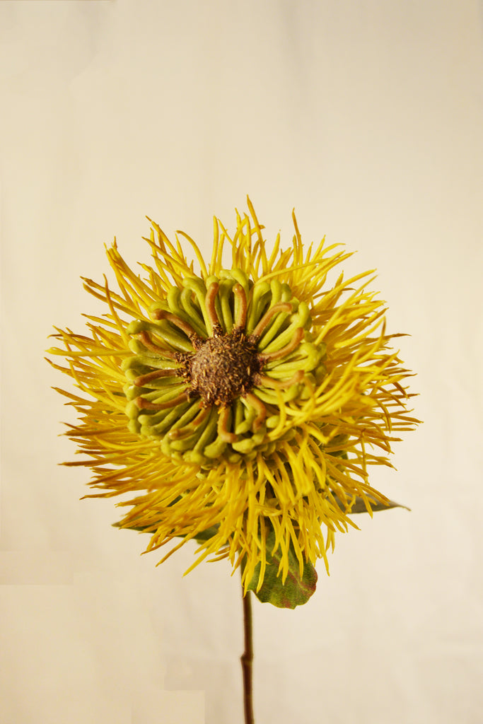 FLORES PROTEA STEM YELLOW 56 cm