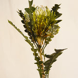 Flores Protea Stem green 69CM