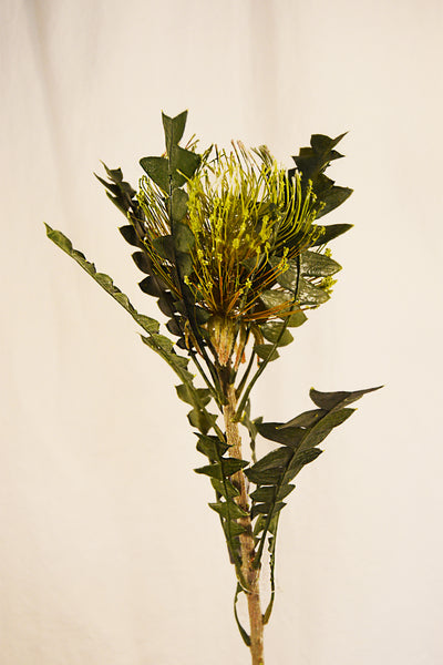 FLORES PROTEA STEM GREEN 69CM