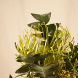 Flores Protea Stem green 69CM