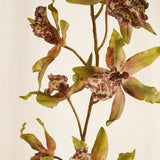 Flores Orchid Oncidium BRN/GRN 109CM