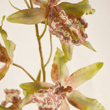 Flores Orchid Oncidium BRN/GRN 109CM