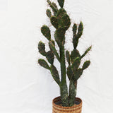 Flores Cactus green 102CM