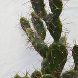 Flores Cactus green 102CM
