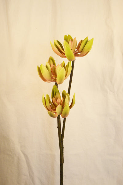 FLORES SUCCULENT PNK/GRN 84CM