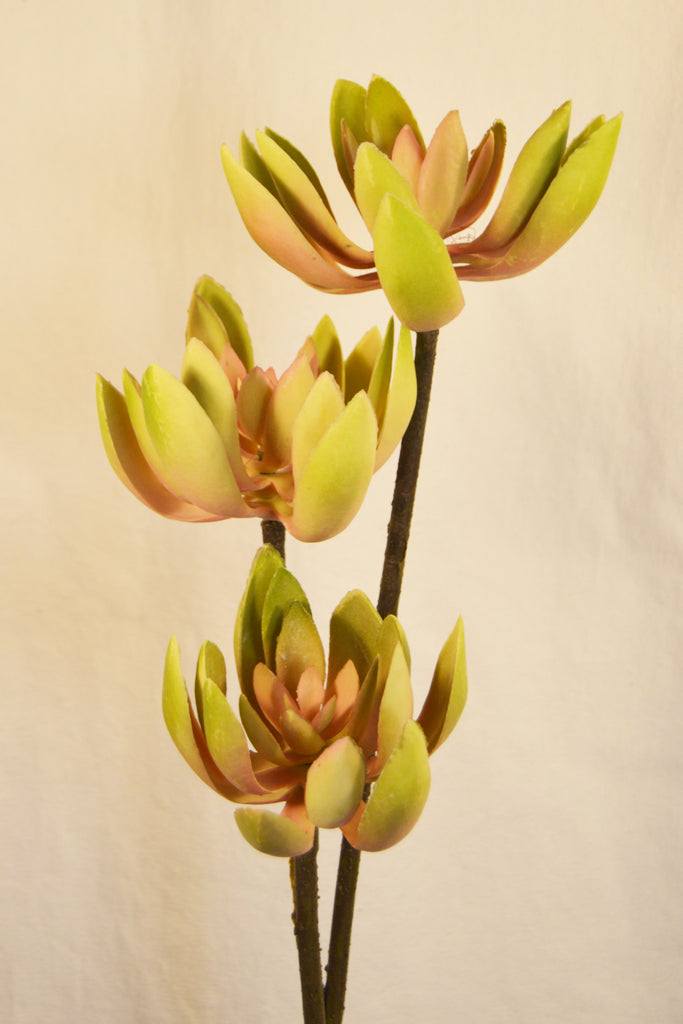 FLORES SUCCULENT PNK/GRN 84CM