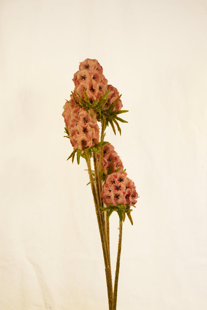 Flores Scabiosa Pink 80 cm